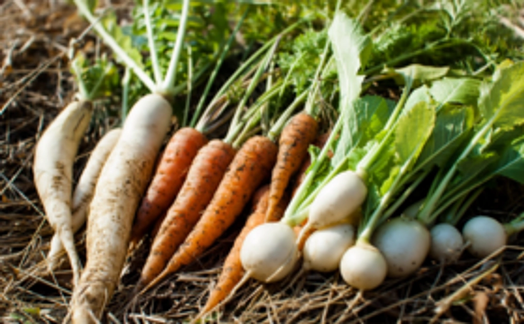 『お野菜』コース