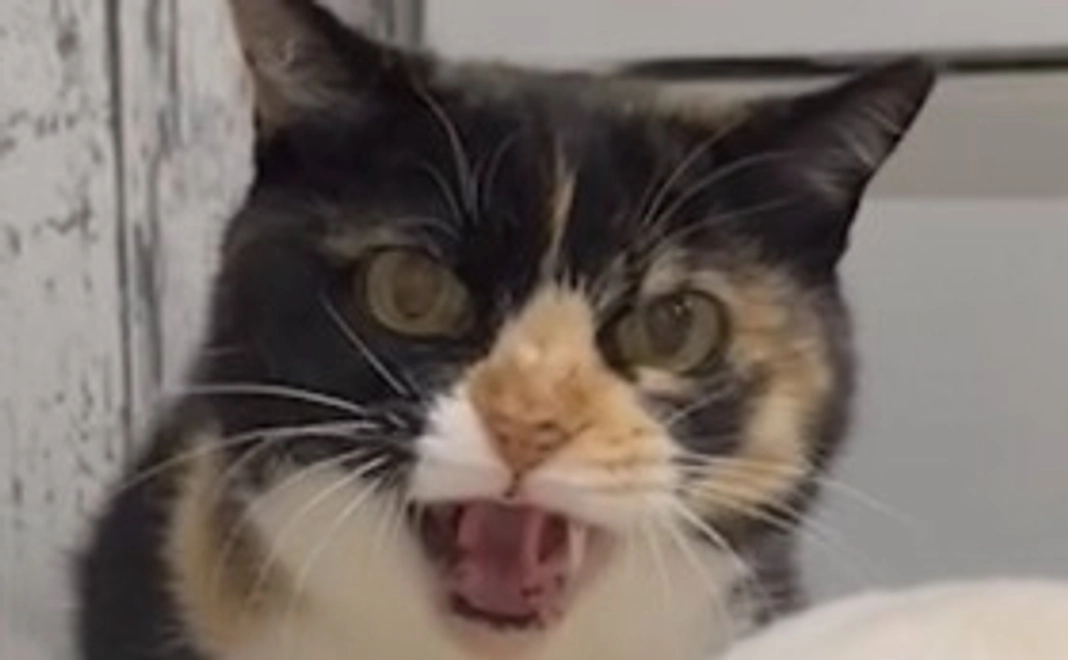 毎月応援2,000円コース！