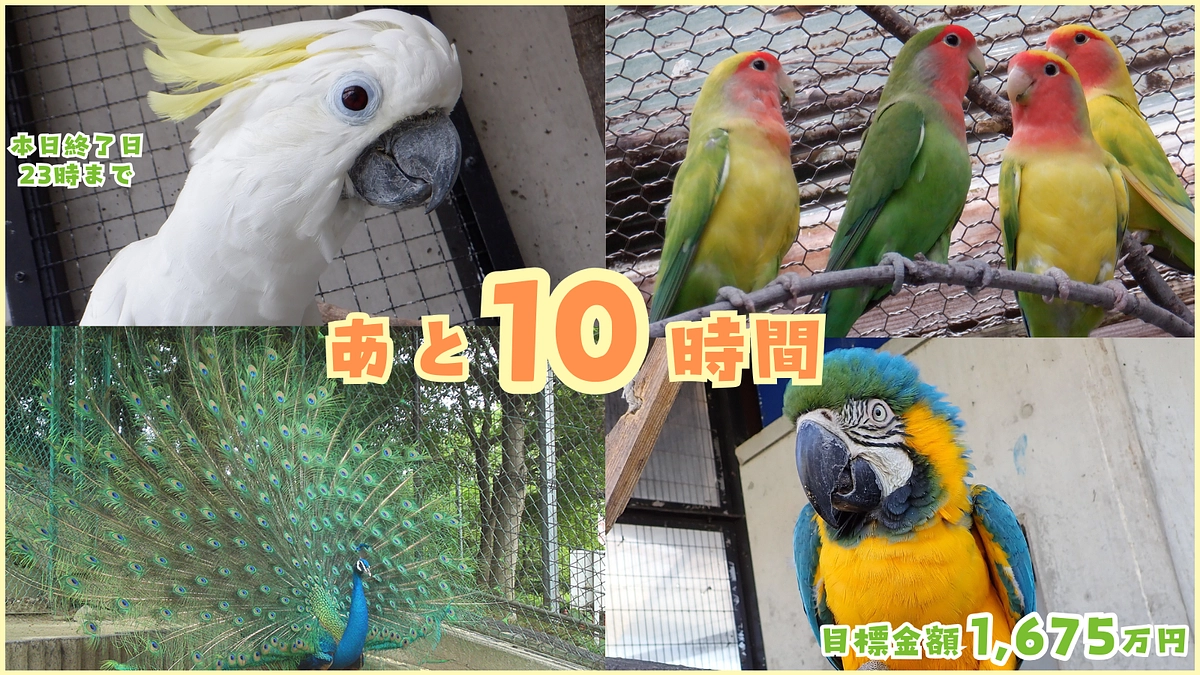 【1100万円突破】ラストスパートシェア企画のご協力もお願いします！～プロジェクト終了まで10時間～