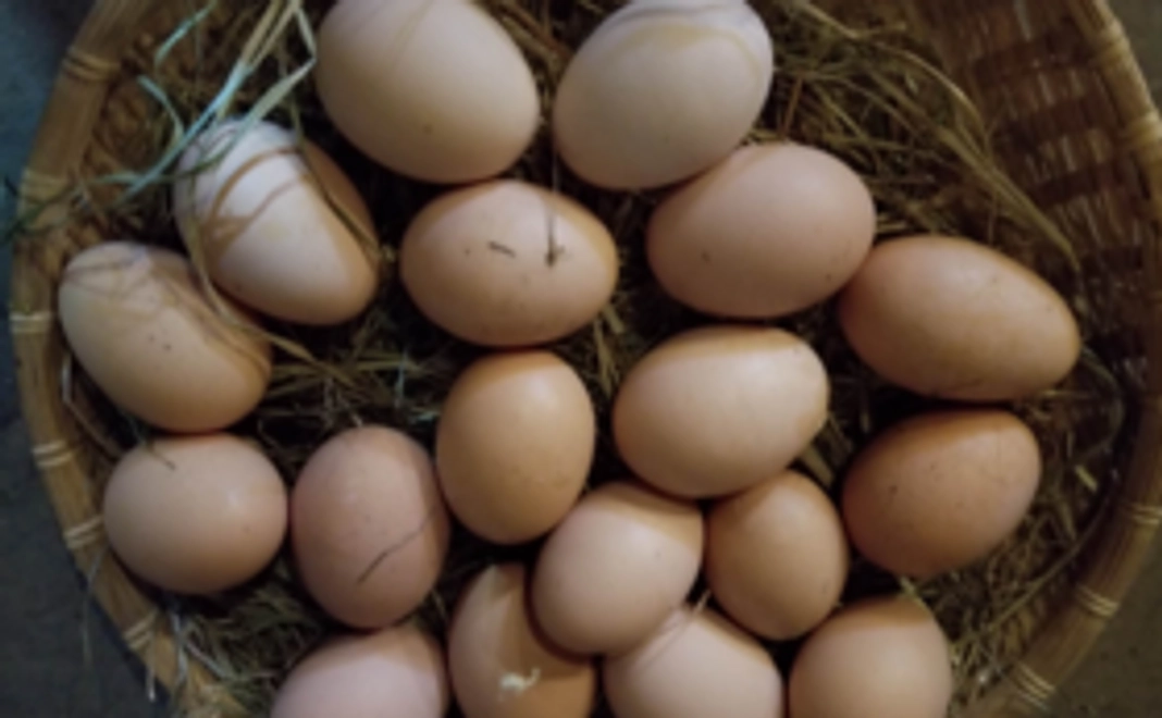 自家製な卵 (10個 x 10回)