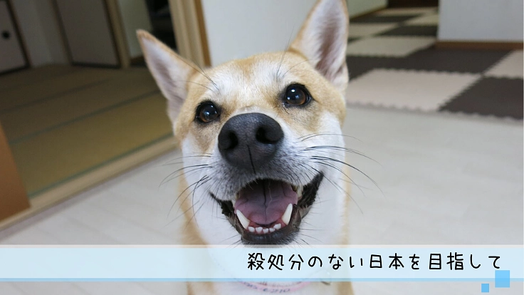 子供達に動物の命の尊さを伝えるべく紙芝居と絵本冊子を作りたい