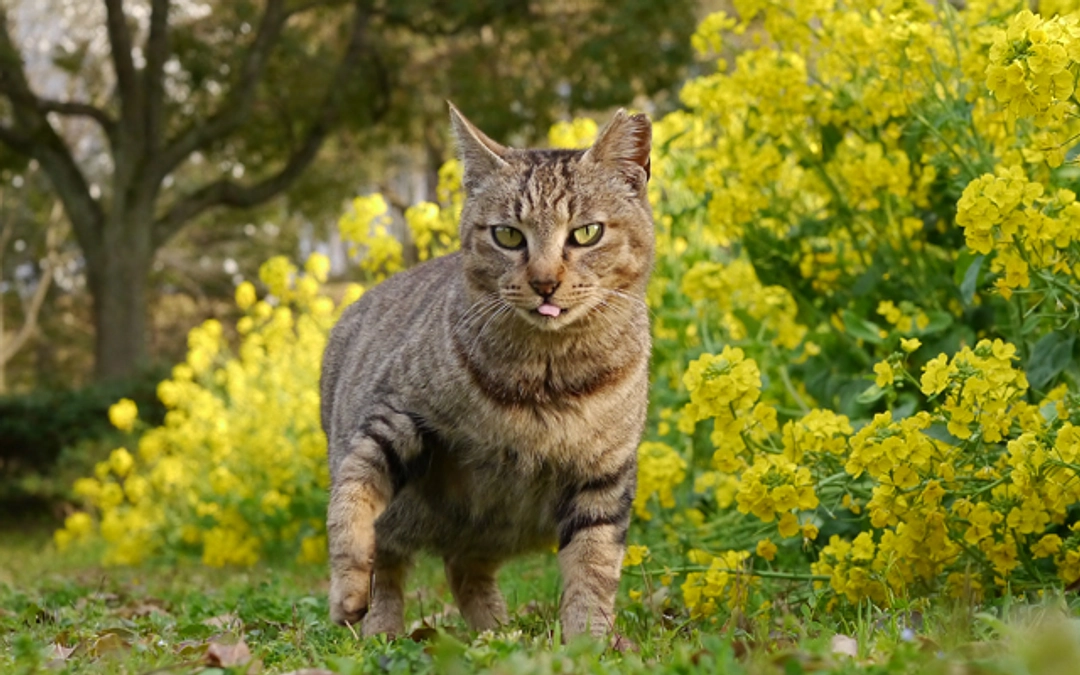 4月さくらねこ無料不妊手術実施予定数