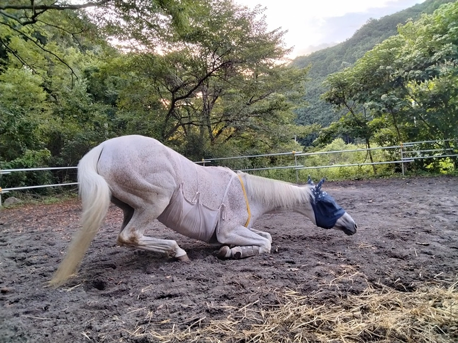 【50％達成ありがとうございます！】ぶーちゃまリハビリの軌跡