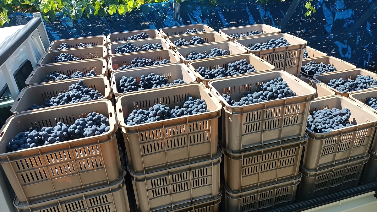 シン・山梨大学ワイン2025マスカットベーリーA　の仕込みを開始！