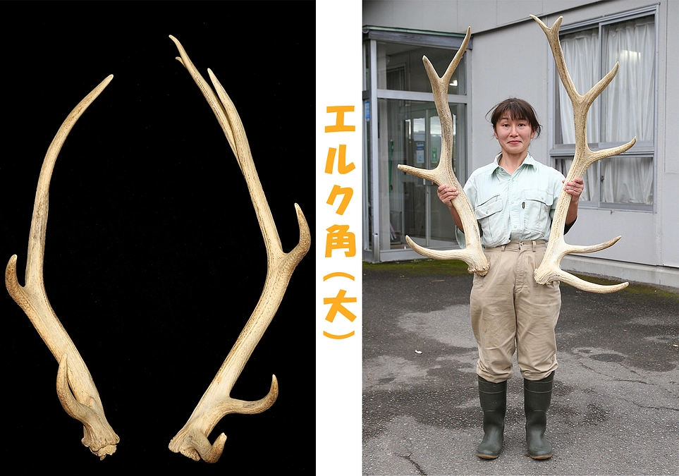 2月3日(土) 進捗報告・返礼品紹介～エルクの角＋入園ペアチケット～