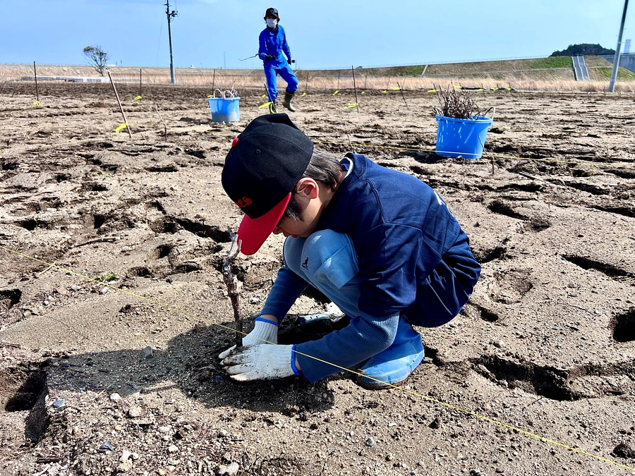 とみおかワイナリー・ワイン用ブドウ苗木定植（3月29日＆30日）のご案内