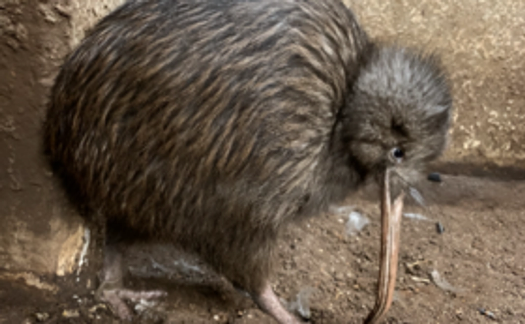 キーウィグッズコースA