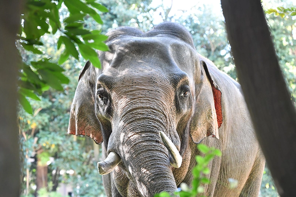 おすすめリターン紹介⑤　体験｜アジアの熱帯林で開園前のお仕事体験