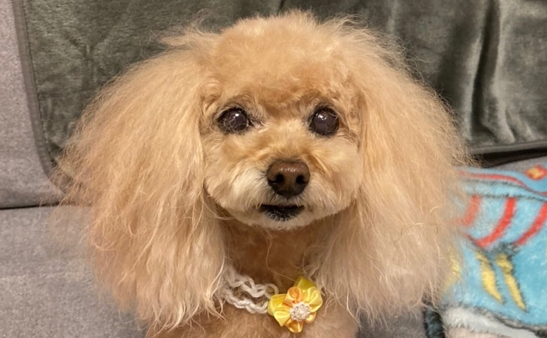 サニーへのご支援1(リターン不要の方)