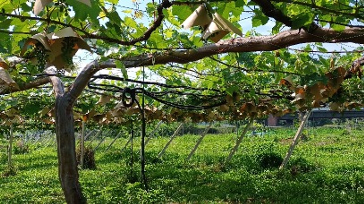 笠掛け作業2日目も無事終了！炎天下のなか、学生と共に5000房達成！