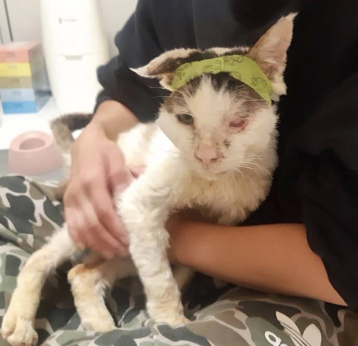 保護した負傷猫大吉君、実は・・・