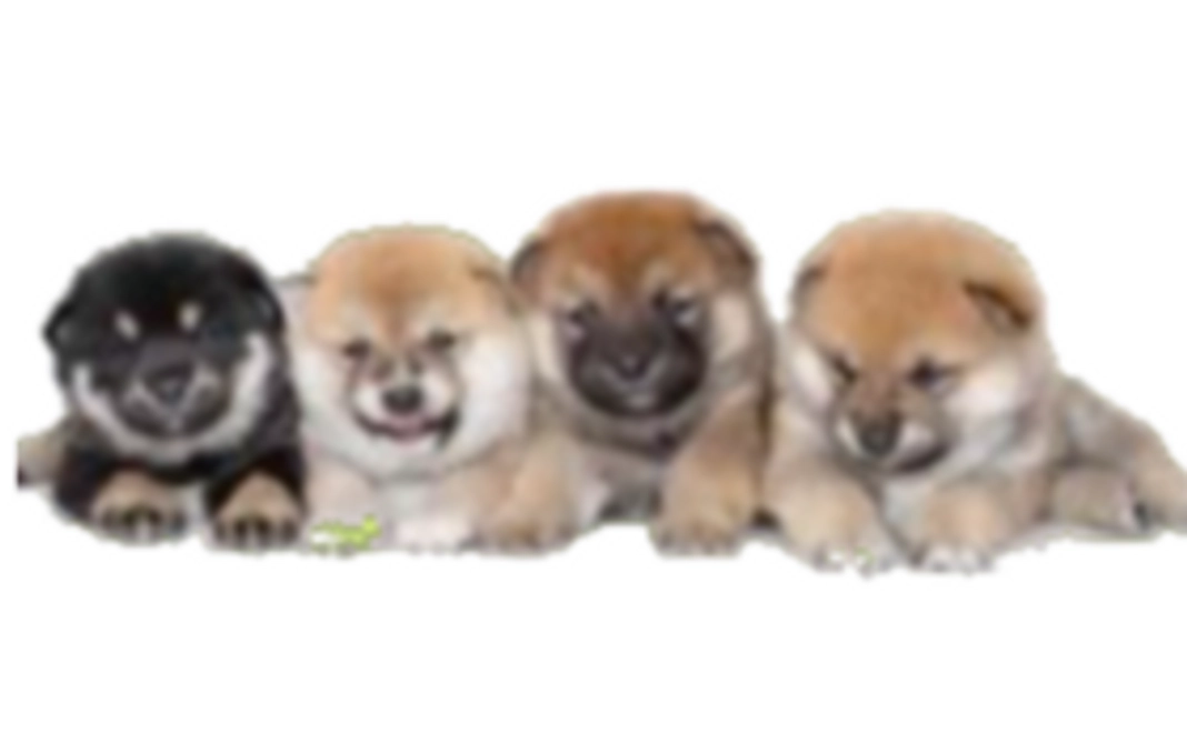 【リターン不要の方向け】お気持ち支援｜5000円