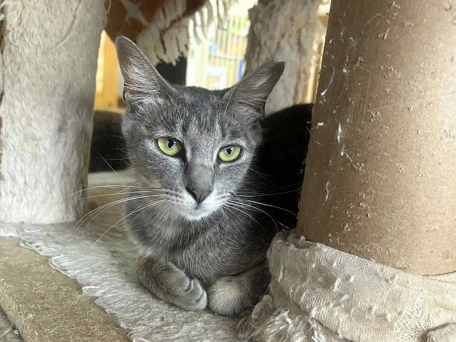 本日譲渡会開催　　結果は、、、、