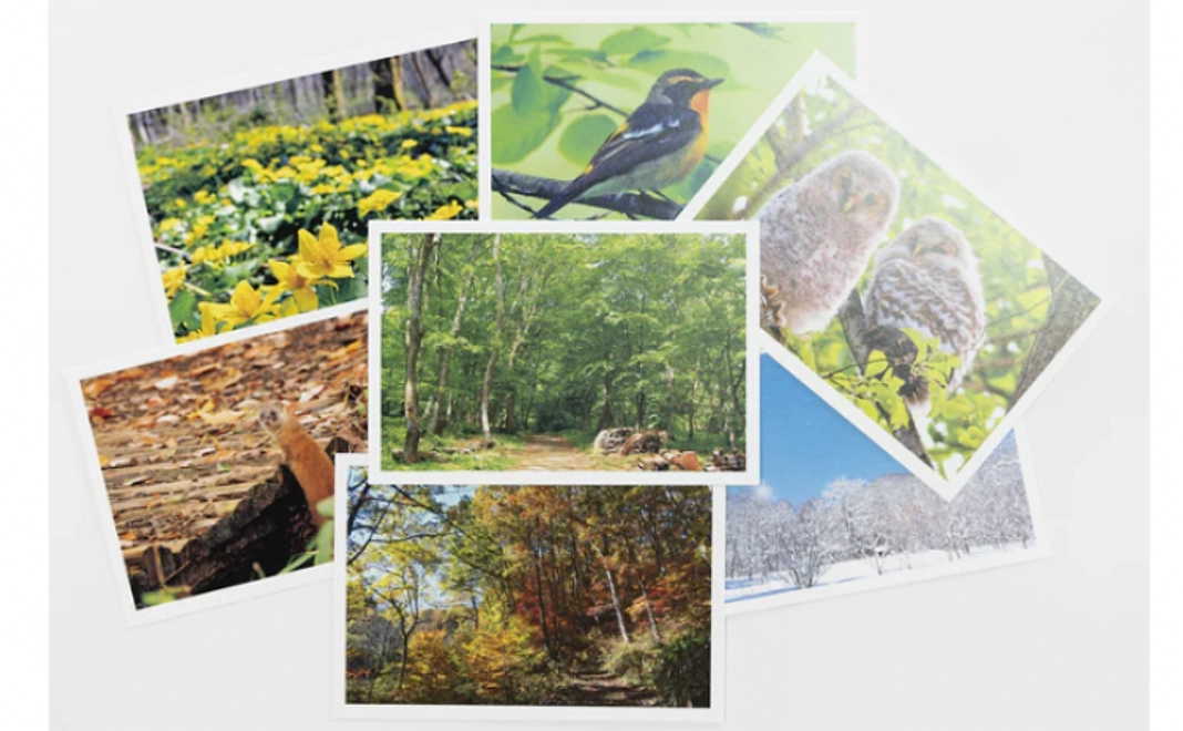 アファンの生きものの絵葉書セット（3枚）