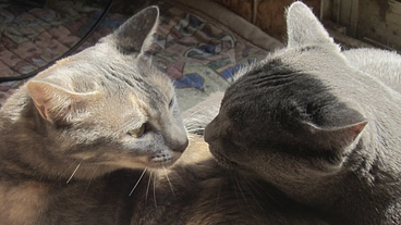 保護猫達の未来のため改修工事にご支援をお願いします のトップ画像