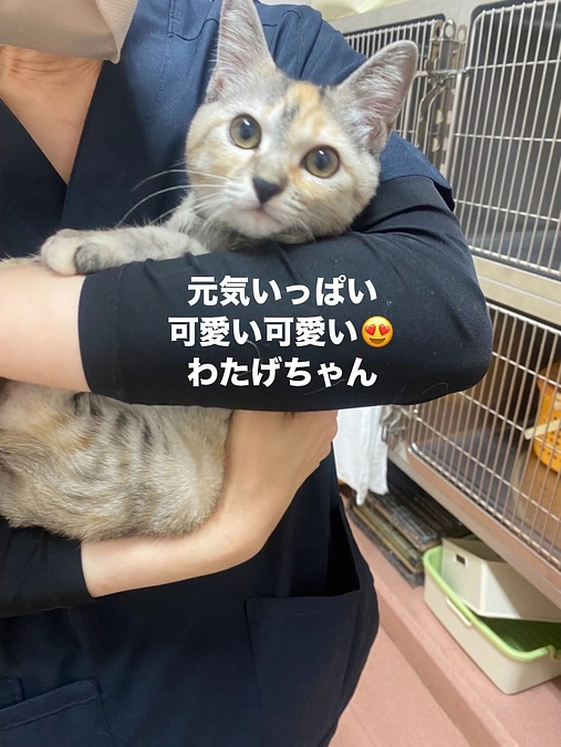 明日１１日はねこまち長屋で譲渡会です🐈‍⬛