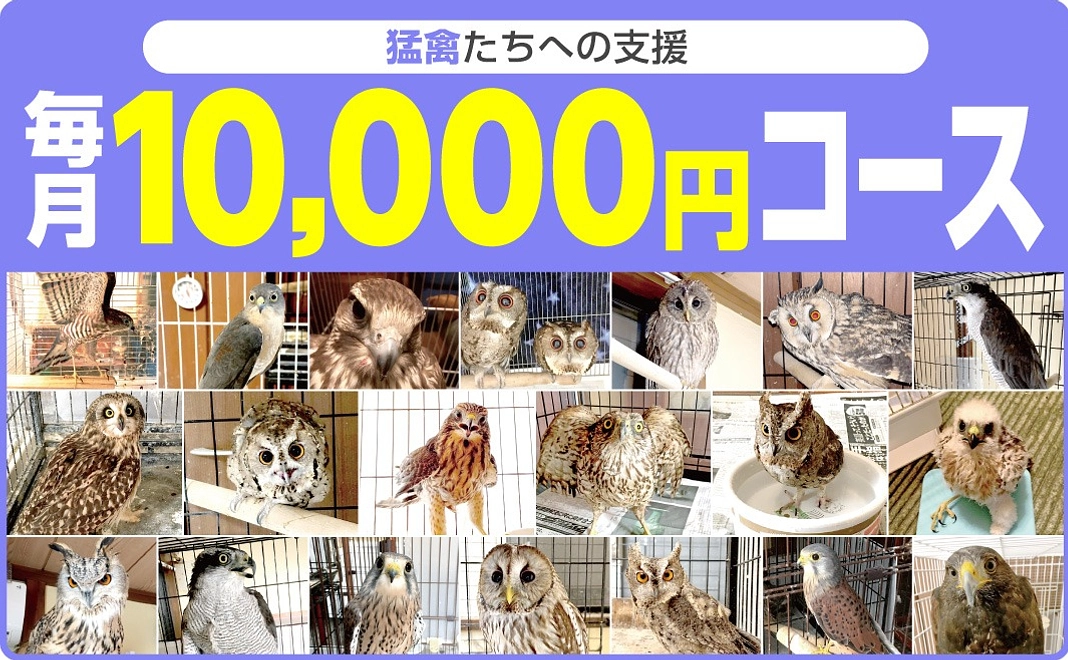 猛禽類のごはんやケージ代をご支援