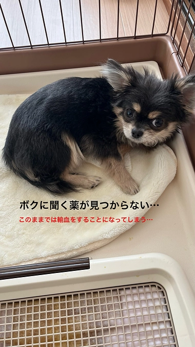 プロジェクト終了まで残り8日　しなもんに合う薬が見つかっていません・・・　活動報告16回目