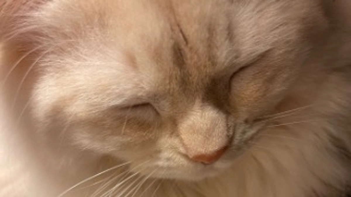 今日のトキ☔️