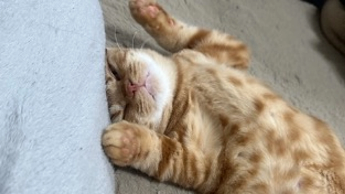 ねんねするふう