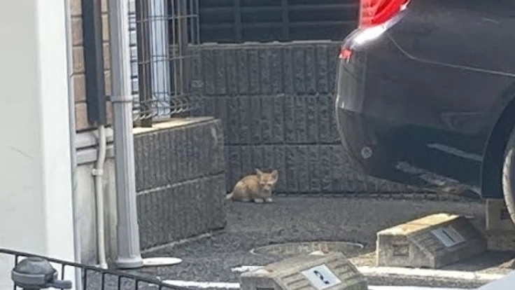 個人での子猫の保護活動にご支援お願いいたします