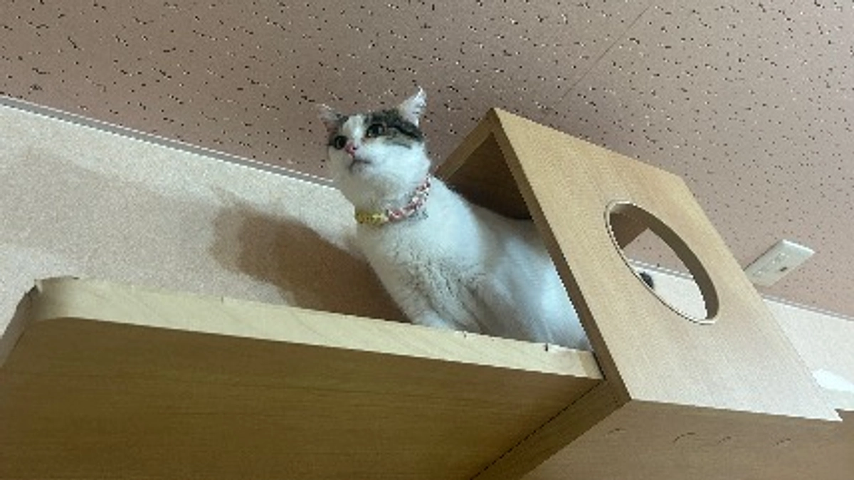 【終了まであと3日】２Fねこルームのリニューアルの様子です♪