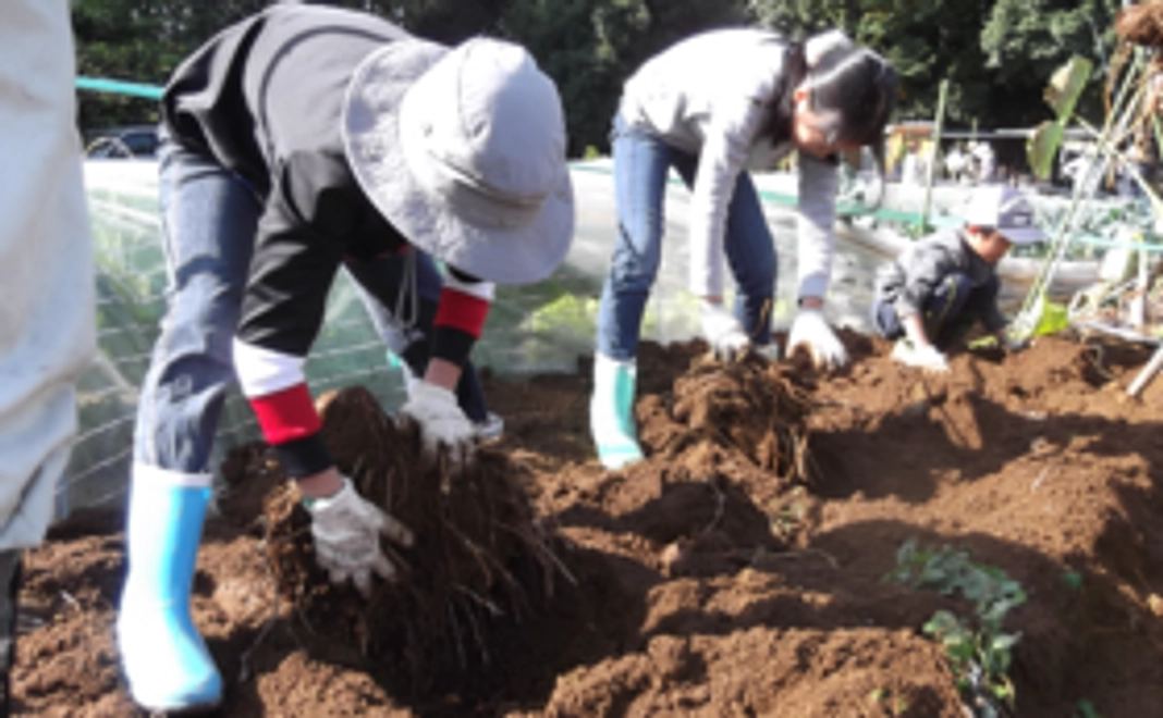 農作物じゃがいも(予定)セット