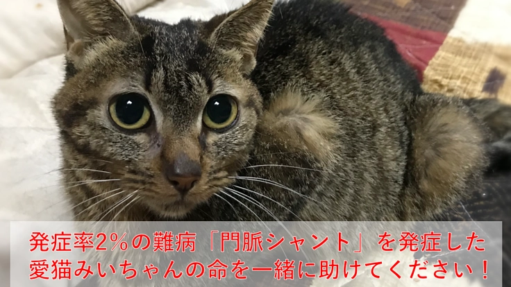 難病「門脈シャント」を発症した愛猫みいちゃんの命を助けてください