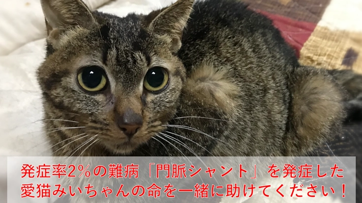 難病「門脈シャント」を発症した愛猫みいちゃんの命を助けてください ...