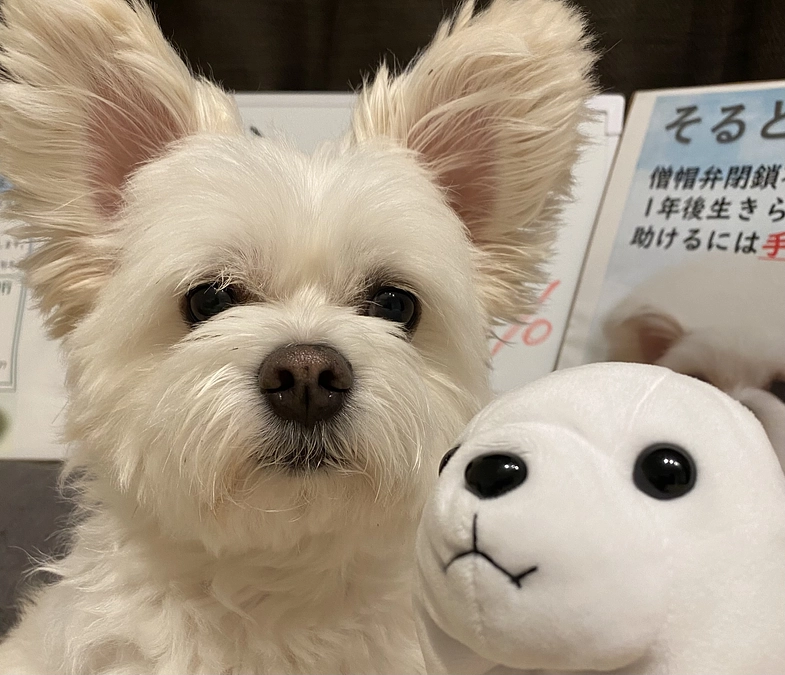 窓から覗くそるとくん