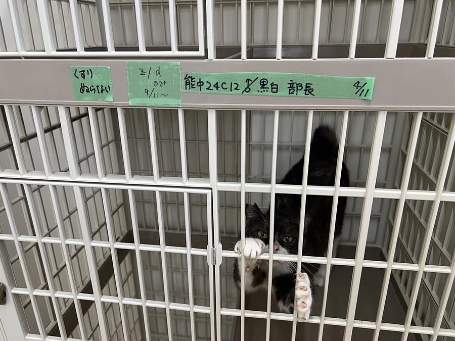 ここにいては治療はこれ以上できないのです。どうか東京で治療してほしい～「部長」と呼ばれる黒白猫のお話