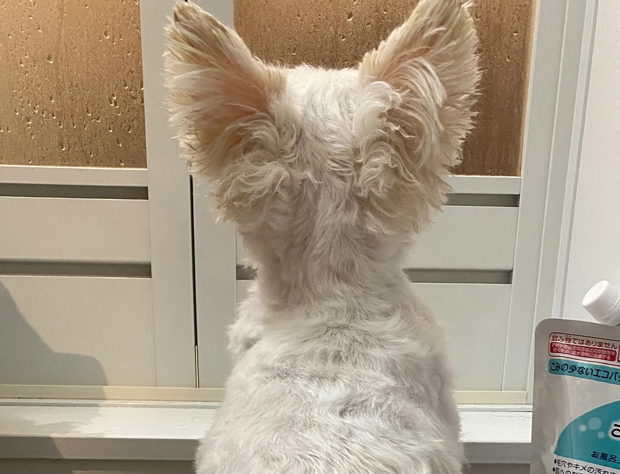 昨日の検査結果表