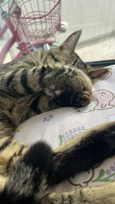 飼育困難になった知人から引き取り