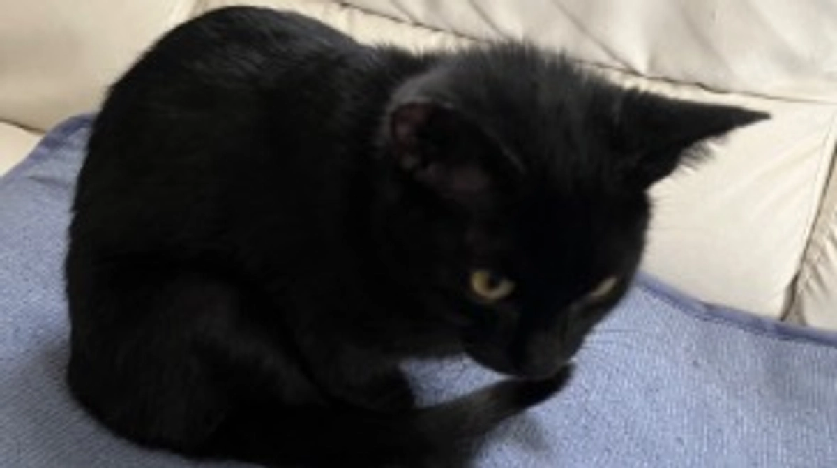 おはぎのデキものについて