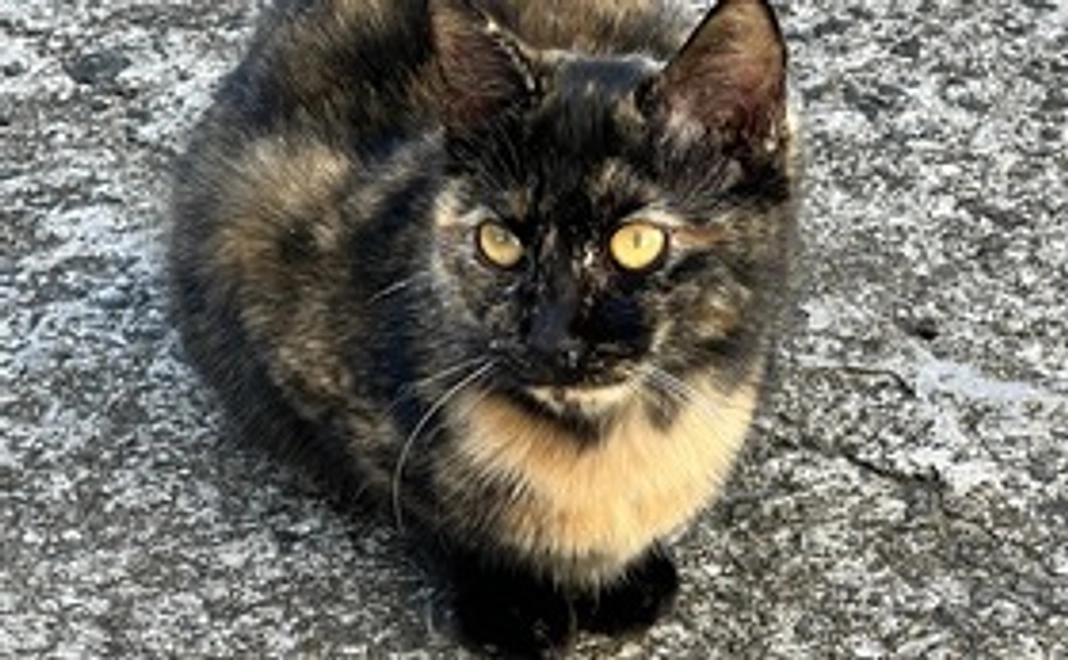 感謝のメール1000円コース