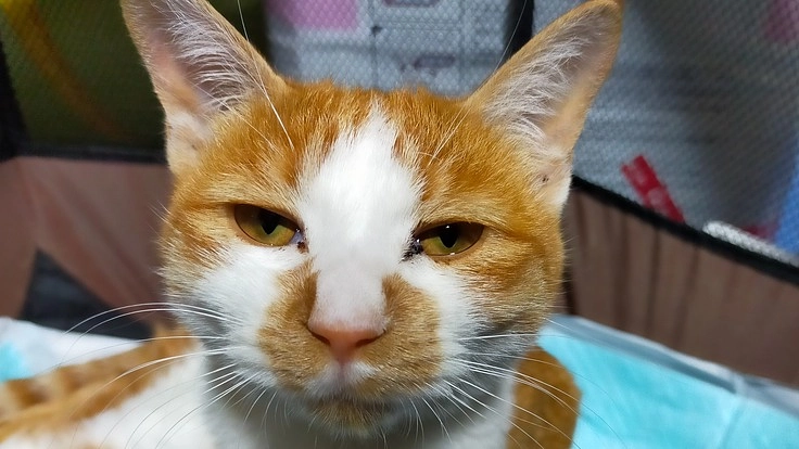 骨盤骨折の猫を助けたい!