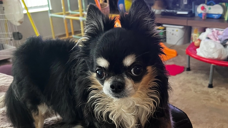 苦しんでいるチワワのクッキー君僧帽弁不全症の手術代をご協力下さい