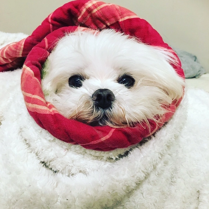 萌萌えを助けてくれた皆さん、ありがとうございました