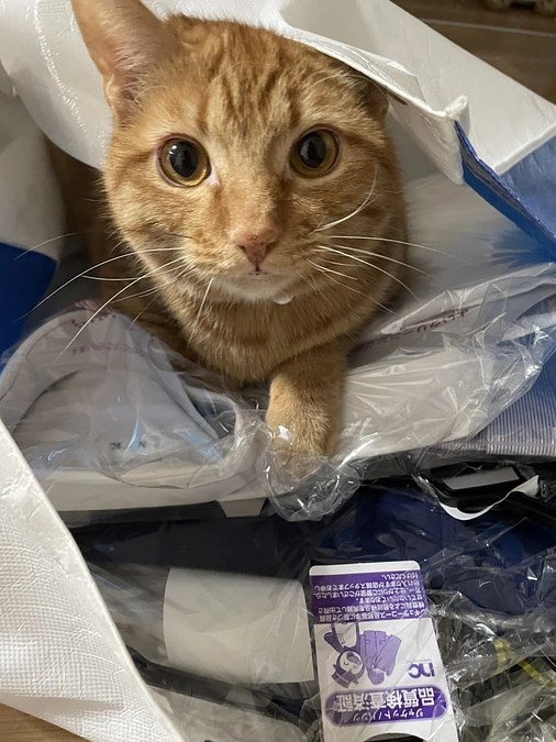 クラファン残り20日　😿。