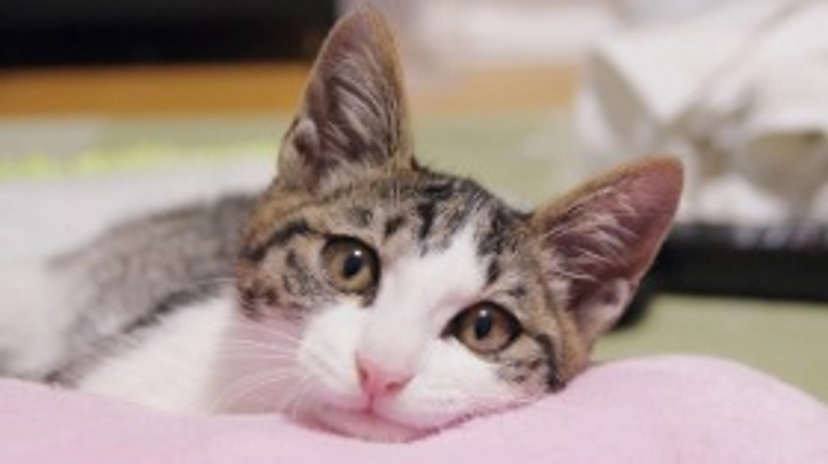 マンスリーサポーターを募集いたします。