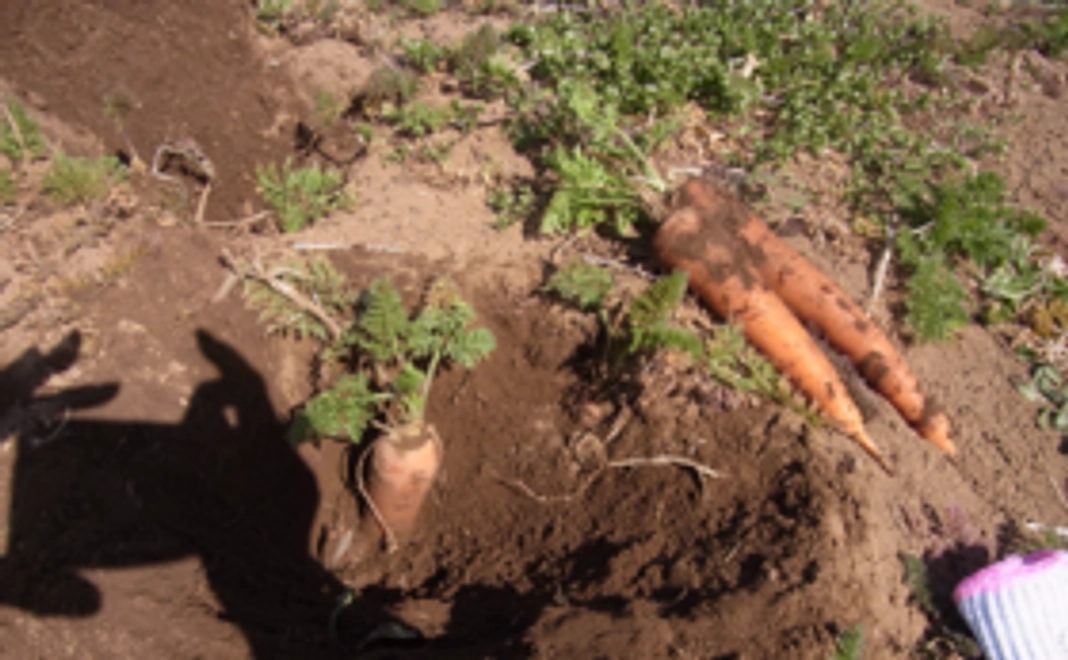 【未来農園さんの無農薬・無化学肥料のお野菜をお届けします！】