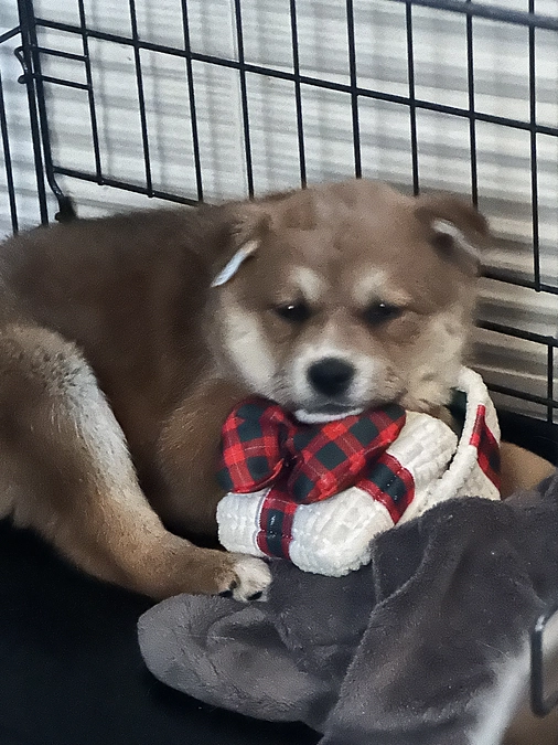 子犬の収容がたくさん！！