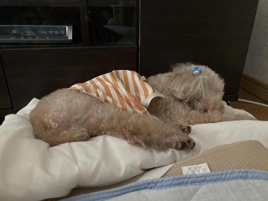 昨日のインスタライブ