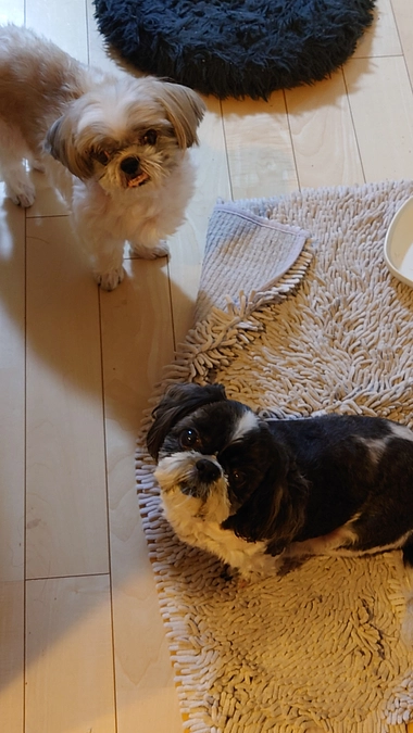 最近のルーシーの様子です。