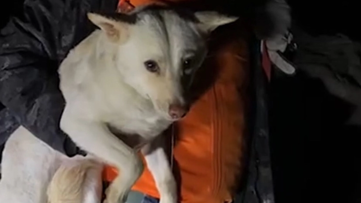 年末年始のレスキュー報告その④無事保護！！