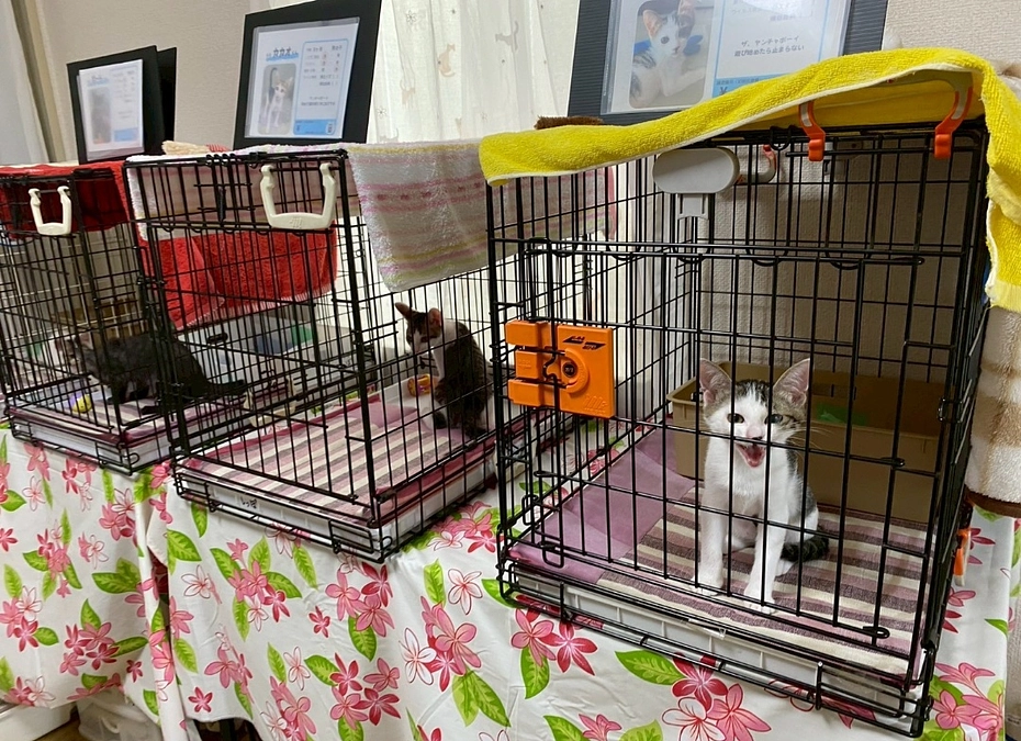 7月のしっぽ村活動報告