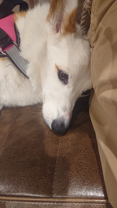 クルミリンパ腫治療経過