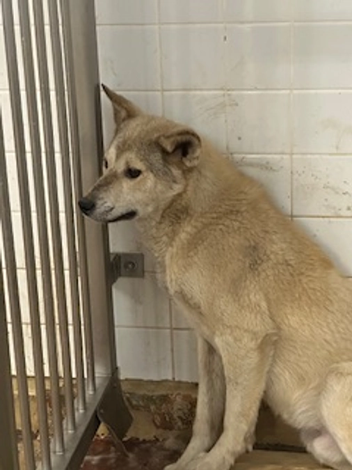 止まらない捕獲…期限をつけられてしまった子