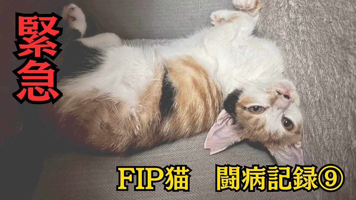 【闘病中のみぃこの記録】10/11～10/14