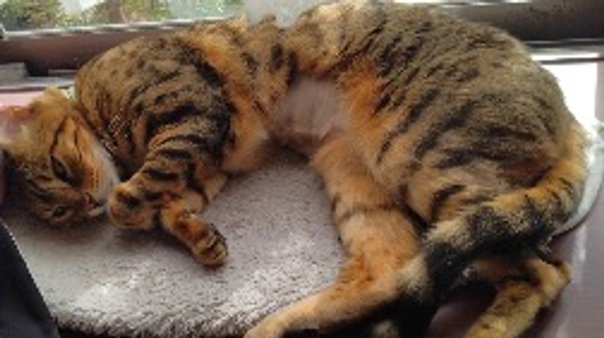 抗がん剤が二週間に一度になりました！